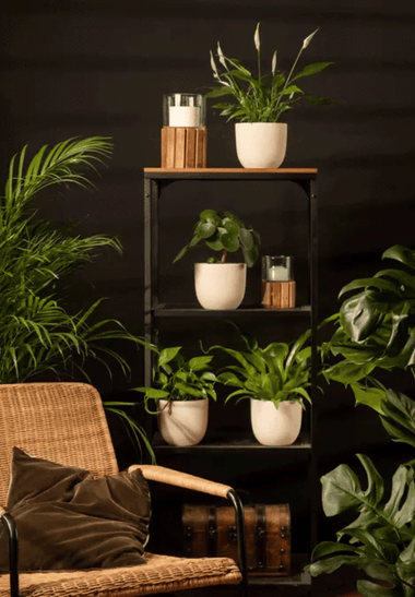 feey's KI-Experimente im Shopify Shop: Was funktioniert, was (noch) nicht